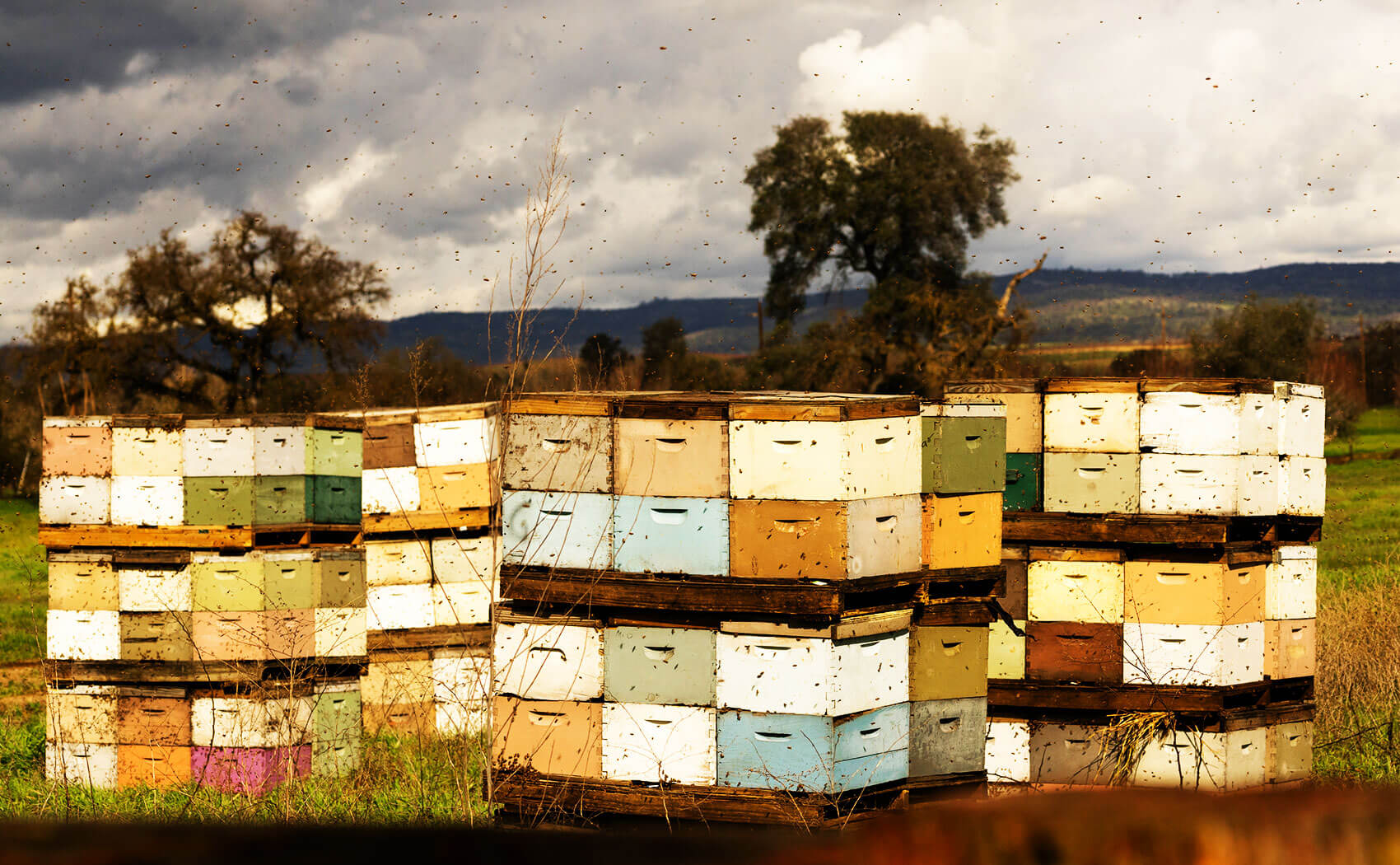 beekeeper boxes for beekeeping