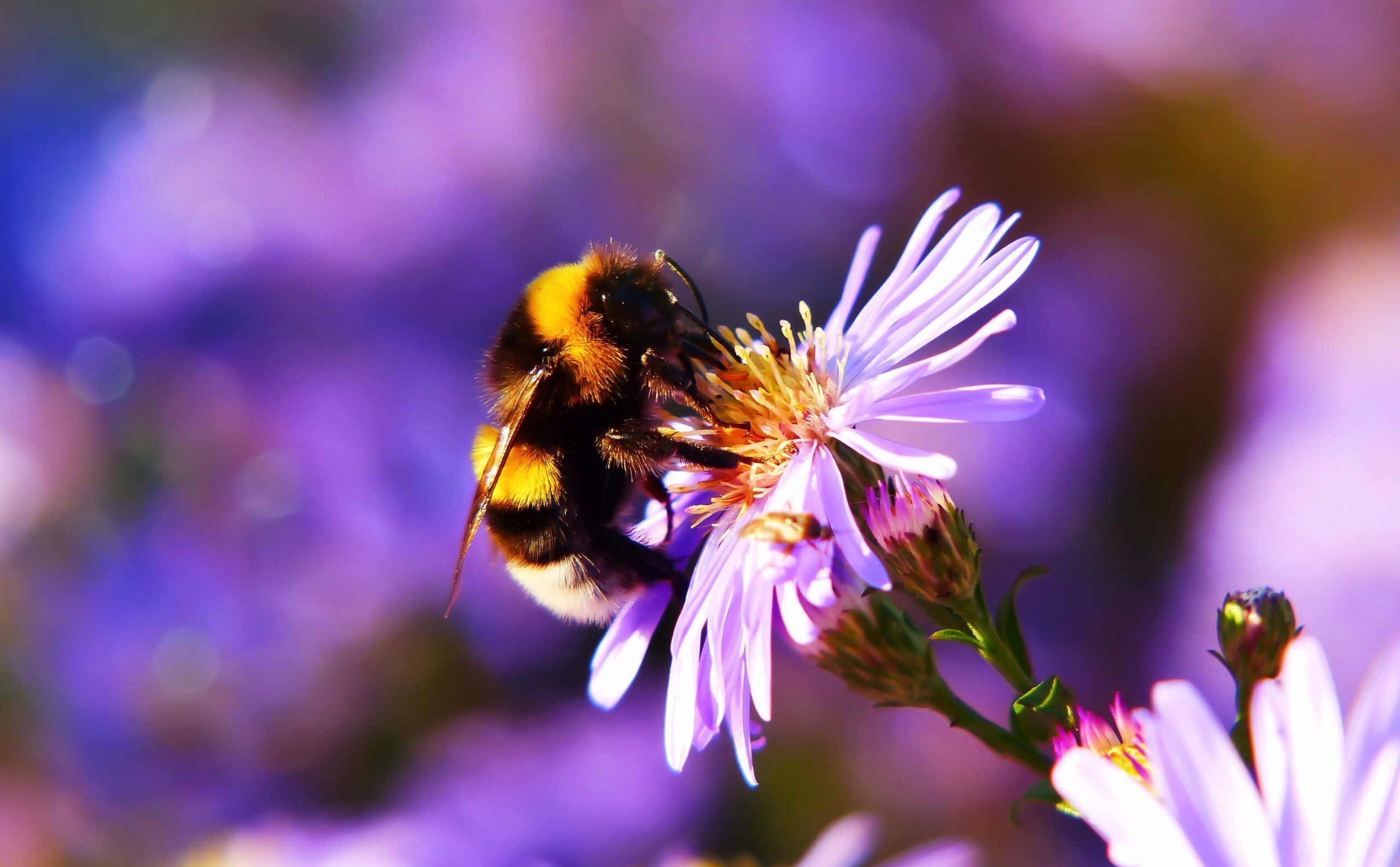 garden wildlife