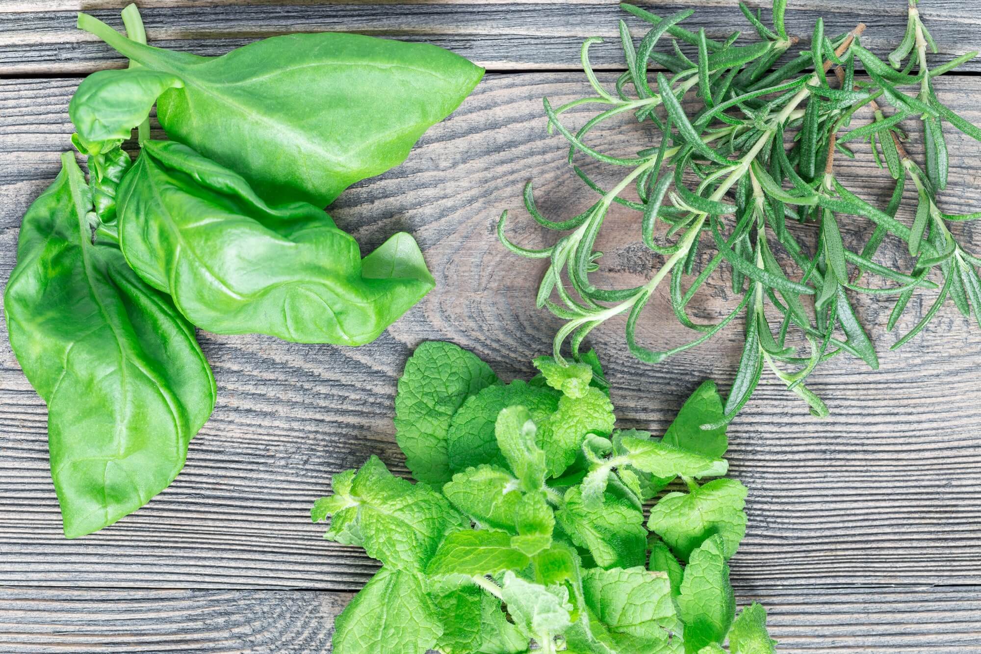 Basil, mint, rosemary. Fresh green herbs laying on wooden backgr