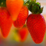 Strawberries hydroponics