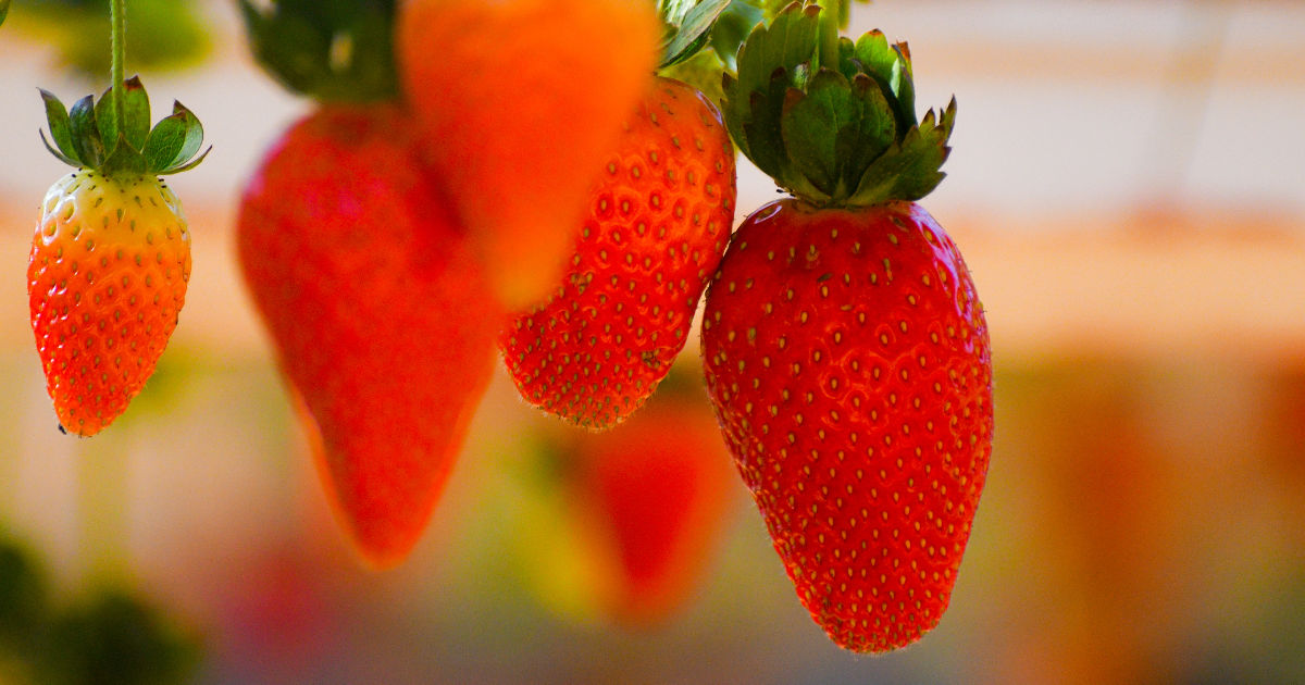 Strawberries hydroponics